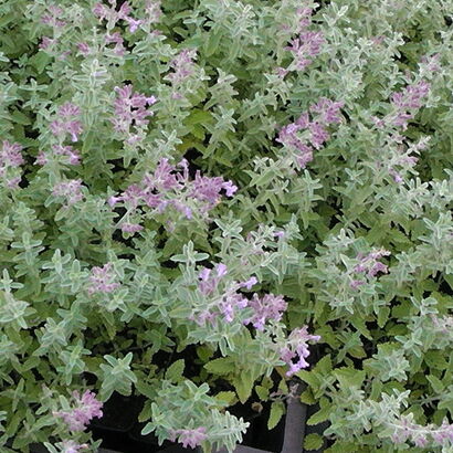 Котовник Фассена (Nepeta faassenii `Blue Wonder`) С2 - С3