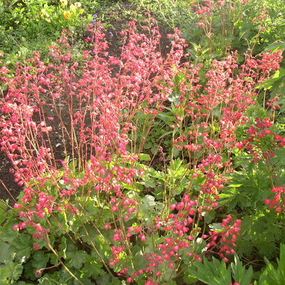 Гейхера кроваво-красная (Heuchera sanguinea `Red Spangles` )C 2-3