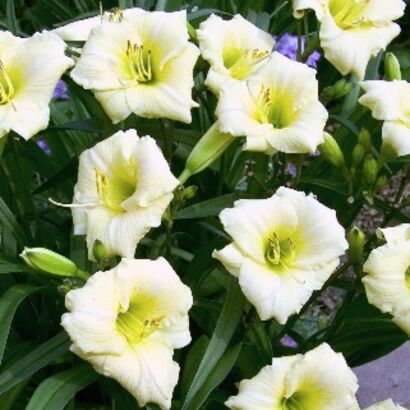 Лилейник гибридный (Hemerocallis `Longfields Pearl) С2-С3