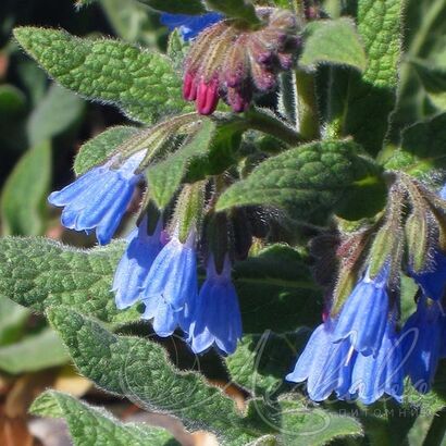 Окопник крупноцветковый Hidcote Blue C3