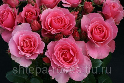 Роза бьютифул венок из цветов купить москва