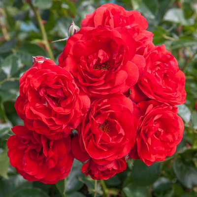 Роза флорибунда Скарлет Боника (Scarlet Bonica),C 3