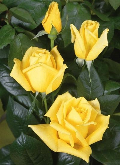 Роза чайно-гибридная Ландора (Landora), С3-С4