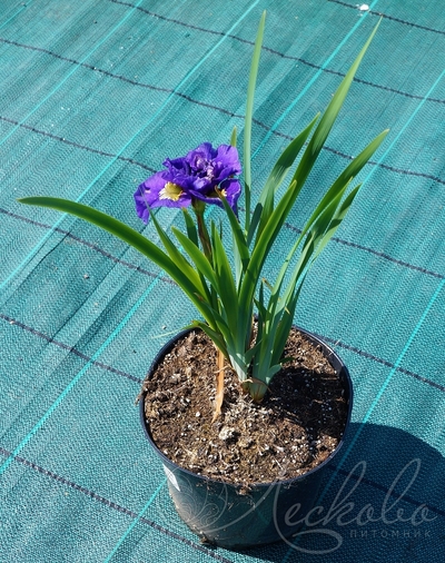 Ирис сибирский (Iris sibirica `Double Standard`)C2-C3