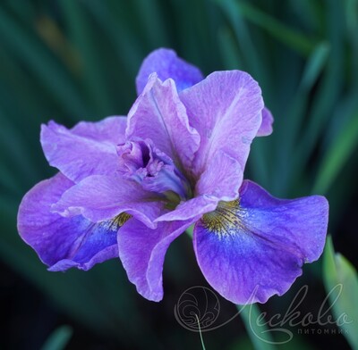 Ирис сибирский (Iris sibirica `Imperial Opal`)C2-C3