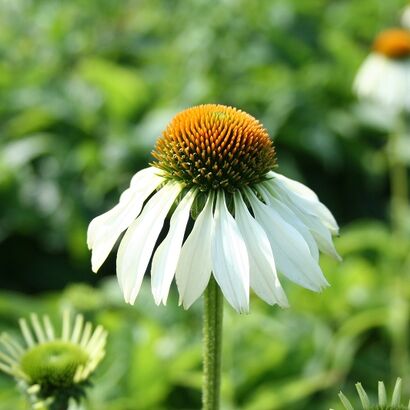 Эхинацея пурпурная (Echinacea purpurea `Primadonna White`)C2-C3