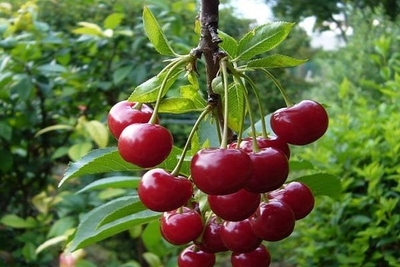 Вишня сортовая (Prunus cerasus `Вечерняя заря`)