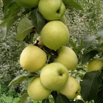 Яблоня колоновидная (Malus domestica `Малюха`)