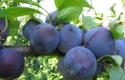 Слива привитая (Prunus domestica `Ренклод Советский`)