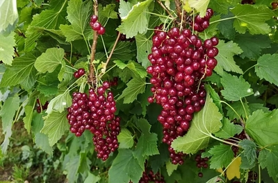 Смородина красная (Ribes rubrum `Виксне` ),С 3