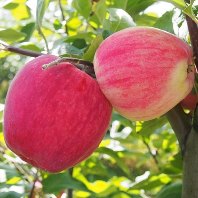 Яблоня плодовая (Malus domestica `Мечта`)