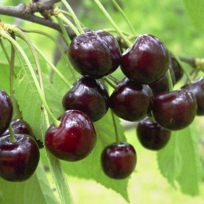 Черешня сортовая (Prunus avium `Одринка`)