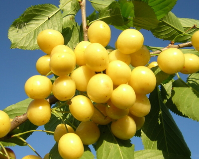 Черешня сортовая (Prunus avium `Приусадебная желтая`)