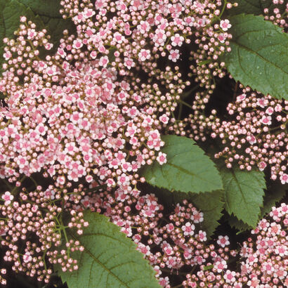 Спирея Фришиана Пинк Парасоль (Pink Parasols) С3