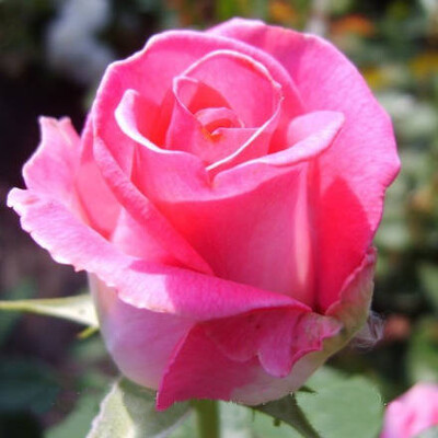 Роза чайно-гибридная Верди (Утро Парижа)`Verdi` С4-5 (Бело-розовый)