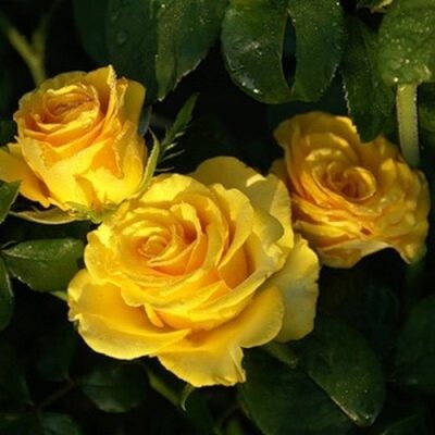 Роза чайно-гибридная Керио (Kerio)С3-С4 (желтая)