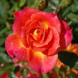 Роза миниатюрная Мандарин (Mandarin)