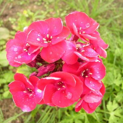 Флокс метельчатый (Phlox paniculata America) С3