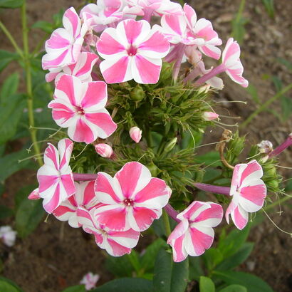 Флокс пятнистый (Phlox maculata `Rosalinde`) C3