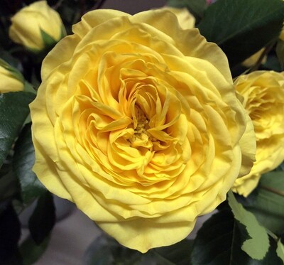 Роза флорибунда Лемон Помпон (Lemon Pompon )