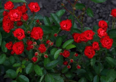Роза миниатюрная Аничка (Anichka )