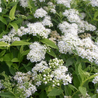 Спирея японская Пигмея альба (Pygmea Alba) С3