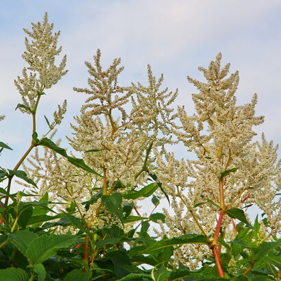 Горец изменчивый (Polygonum polymorpha) С 7,5