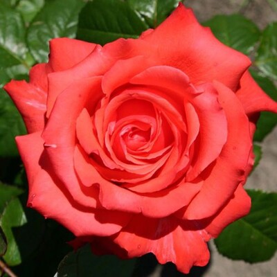 Роза чайно-гибридная Гольштейн Перл (Holsteinperle)