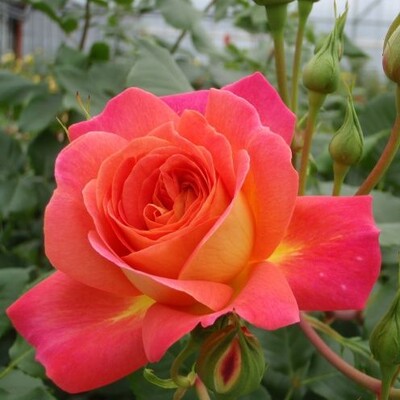 Роза флорибунда Мидсаммер (Midsummer )