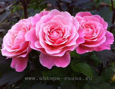 Роза флорибунда Тиклд Пинк (Tickled Pink )