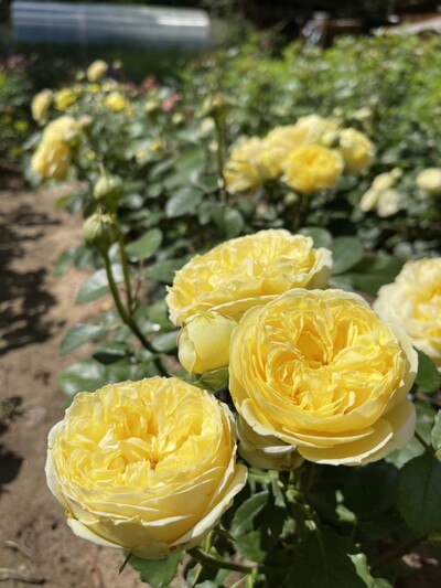 Роза флорибунда Каталина (Catalina)