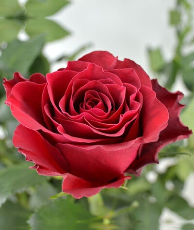 Роза чайно-гибридная Родос (Rhodos)
