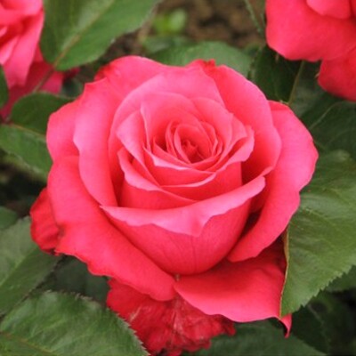 Роза чайно-гибридная Памяти Высоцкого (Venrosa)