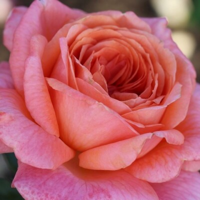 Роза чайно-гибридная Амур де Молен (Amour de Molene)