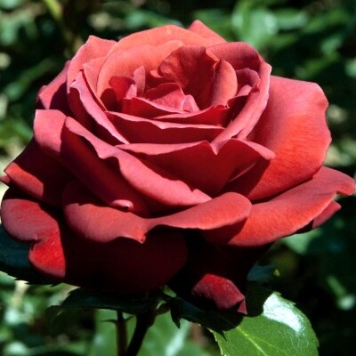 Роза чайно-гибридная Терракотта (Terracotta)