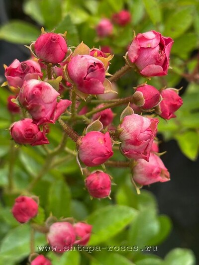 Роза миниатюрная Аничка малиновая (Anichka № 2 )