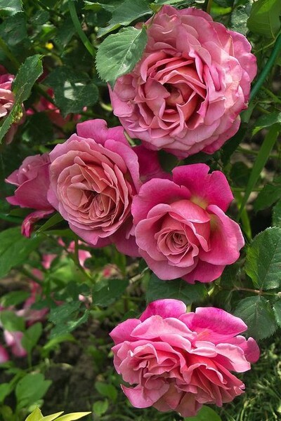 Роза английская Агнес Шиллигер (Massad)