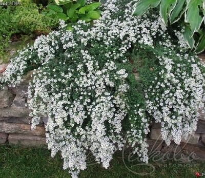 Астра вересковая Сноу Флури (Snowflurry), C3