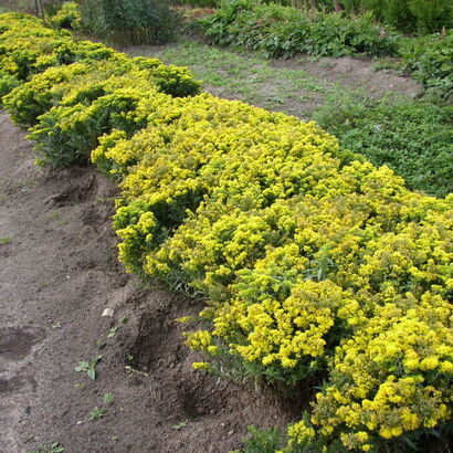 Солидаго гибридный Лойсдер Кроун (Solidago hybrida ‘Loysder Crown’) С2-С3