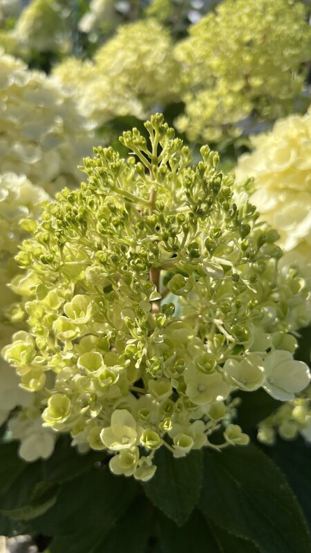 Гортензия метельчатая Литл Блоссом (Little Blossom)