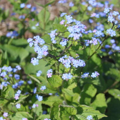 Бруннера крупнолистная (Brunnera macrophylla), С 2-С3