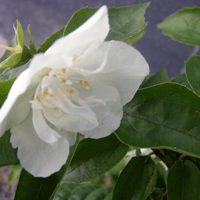 Чубушник виргинский (Philadelphus virginalis `Virginal`) С3