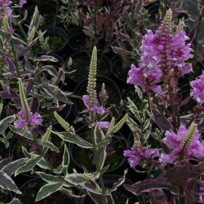 Физостегия виргинская (Physostegia virginiana `Variegata`) Р9