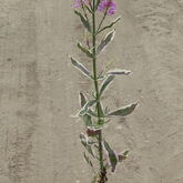 Физостегия виргинская (Physostegia virginiana `Variegata` Купить в ТД Гридино