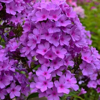 Флокс метельчатый (Phlox paniculata `Плюш сиреневый`) С2-С3