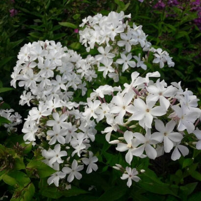 Флокс метельчатый (Phlox paniculata `Царевна-Лебедь`) С2-С3