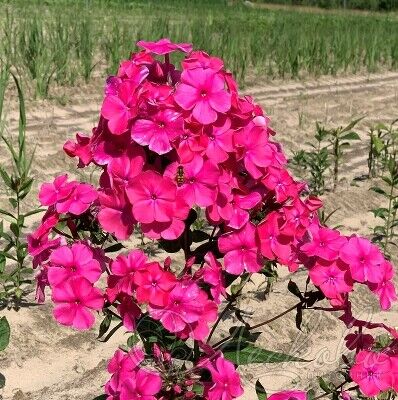 Флокс метельчатый (Phlox paniculata `Виктория’) С 2-3