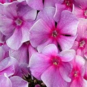 Флокс метельчатый (Phlox paniculata `Виренея`) С2-С3