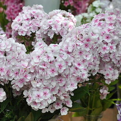 Флокс метельчатый (Phlox paniculata `Волшебная флейта’) С 2-3