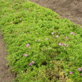 Флокс шиловидный Атропурпуреа (Atropurpurea)" Купить в ТД Гридино